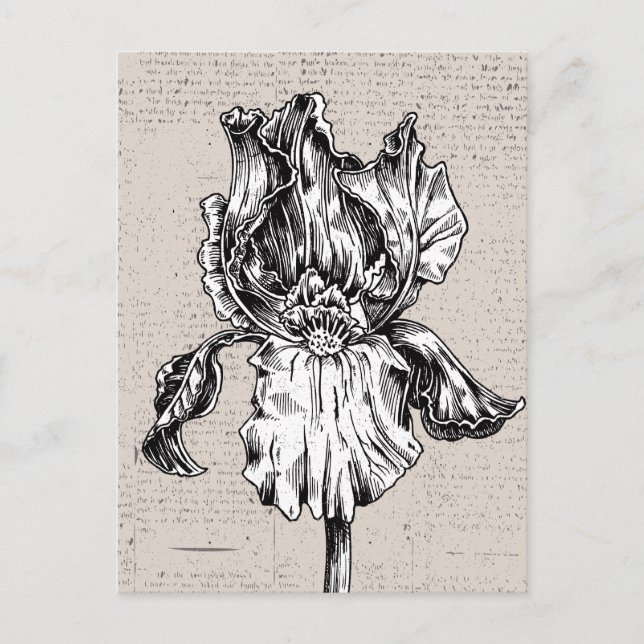 Vintage Iris Zeichnend Postkarte (Vorderseite)