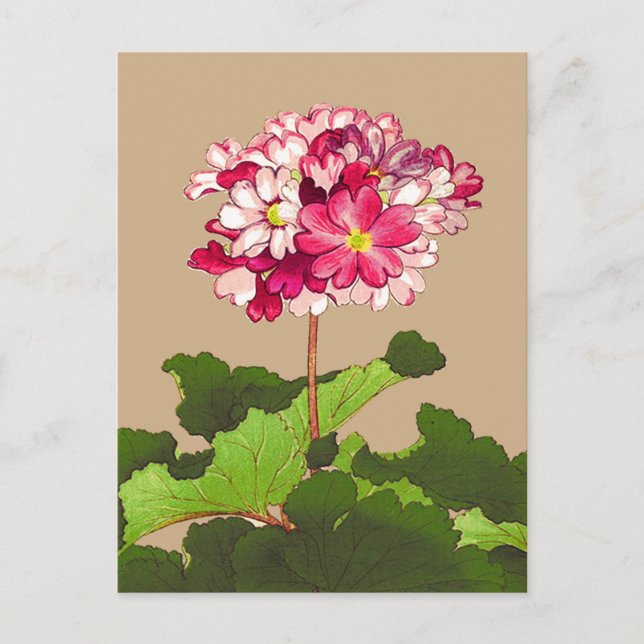 Vintage japanische Hydrangea. Rosa und Grün Postkarte (Vorderseite)
