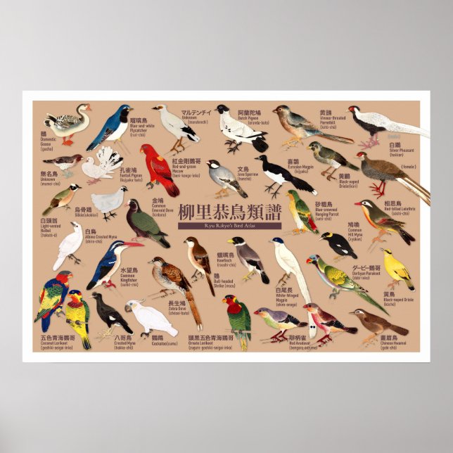 Vintage Japanische Vogelatlas-Illustration Poster (Vorne)