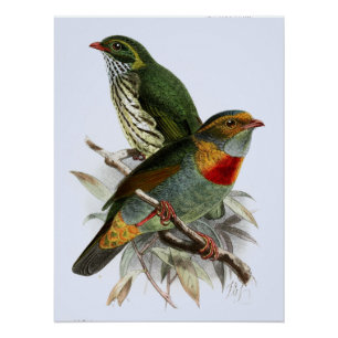 Vintage John Keulemans Rotband-Fruchtefresser Poster
