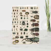 Vintage Käfer-Darstellung