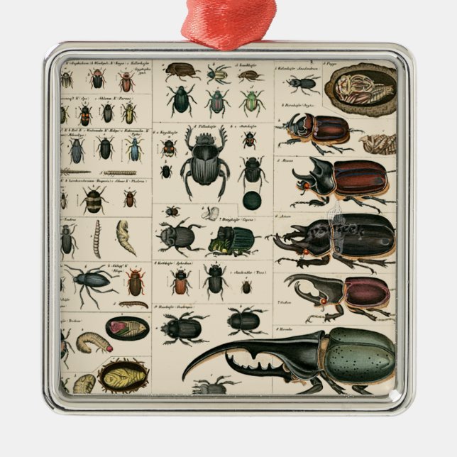 Vintage Käfer-Illustration Silbernes Ornament (Vorne)