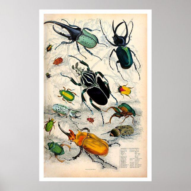 Vintage Käfer Print Poster (Vorne)