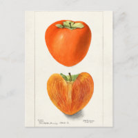 Vintage-Kakis Frucht Aquarellmalerei