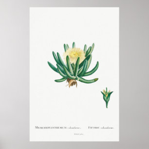 Vintage Kakteen/Sukkulente Illustration Poster