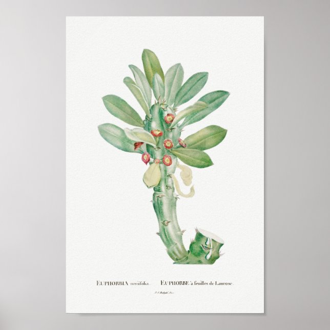 Vintage Kakteen/Sukkulente Illustration Poster (Vorne)