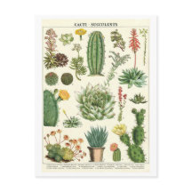 Vintage-Kakteen und Sukkulenten Botanische Zeichnu