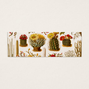 Vintage Kaktus-Blumen-alte Blumenillustration 1911