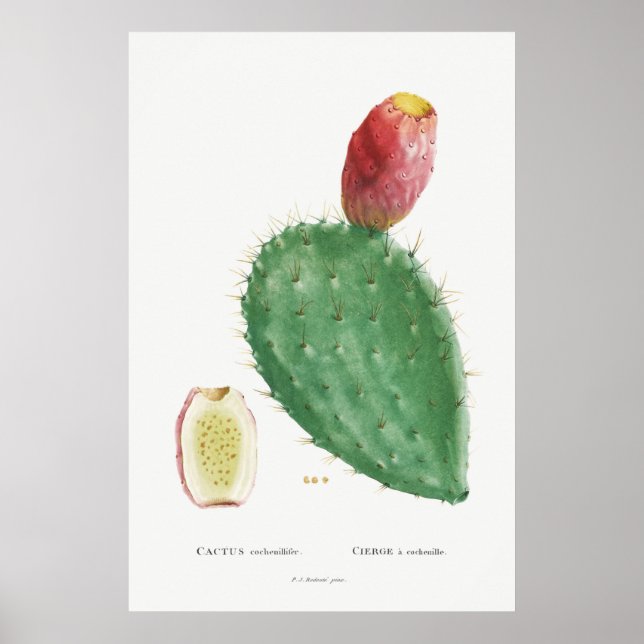 Vintage Kaktus-Illustration Poster (Vorne)