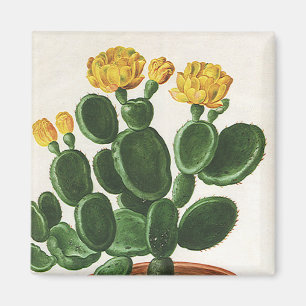 Vintage-Kaktusblüten, Sukkulenten-Kakteenpflanzen Magnet