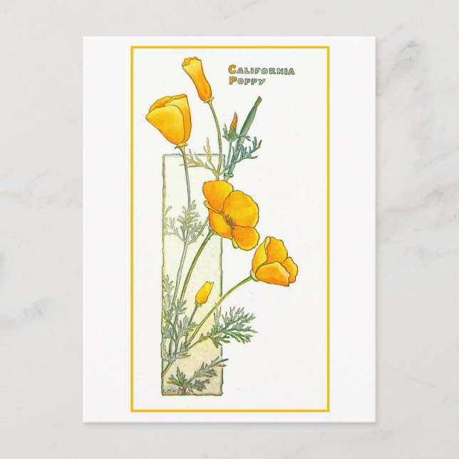 Vintage kalifornische Gelbe Mohnkarte Postkarte (Vorderseite)