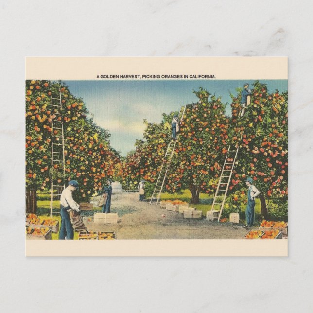Vintage kalifornische Orangen Postkarte (Vorderseite)