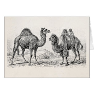 Vintage Kamel-Illustration - Retro antike Kamele