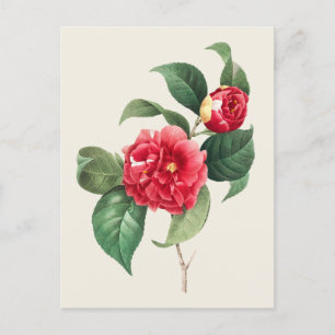 Vintage Kamelien-Japonica-Botanische Illustration Postkarte