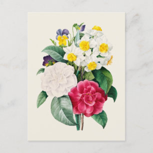 Vintage Kamelien-Narcissus und Blume Postkarte