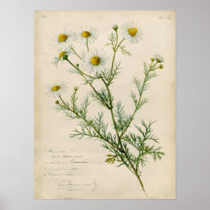 Vintage-Kamille-Botanische Kunstillustration Poster