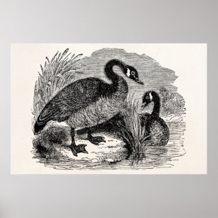 Vintage kanadische Gänsevögel - Vogelvorlage Poster