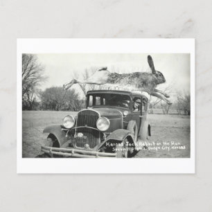 Vintage Kansas Jackrabbit Kuriosität Postkarte