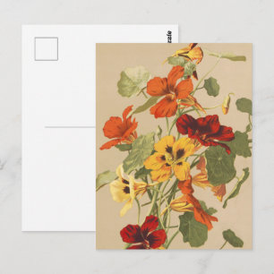 Vintage Kapuzinerkresse Botanischer Blumengarten K Postkarte