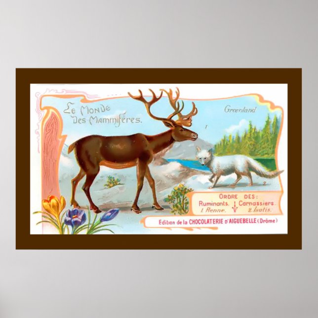 Vintage Karibik (Rentier) und Arktis Fox Poster (Vorne)