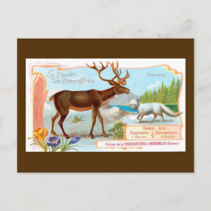 Vintage Karibu (Rentier) und Polarfuchs Postkarte