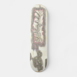 Vintage Karte der Karibischen Inseln (1815) Skateboard