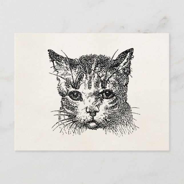 Vintage Katzen Katzen Kätzchen Kätzchen Tierretari Postkarte (Vorderseite)