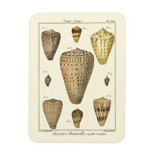 Vintage Kegel-Muscheln Magnet