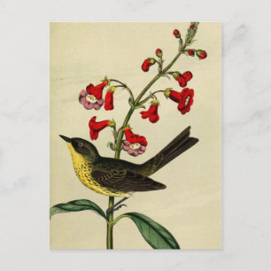 Vintage Kirtlands Waldsänger Vogel Postkarte