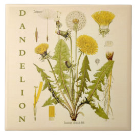 Vintage Kitchen Art: Dandelion Flower Leaves Herb Fliese