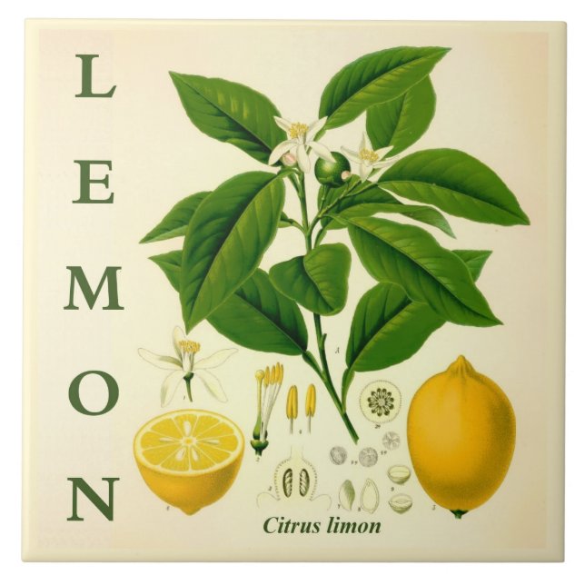 Vintage Kitchen Art: Lemon Citrus Tree flowers Fliese (Vorderseite)