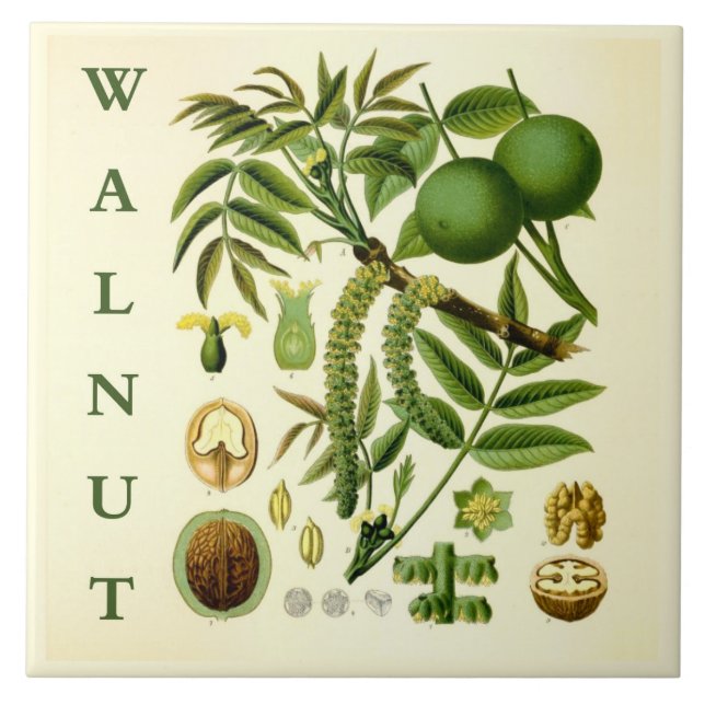 Vintage Kitchen Art: Walnut Nut Tree Leaves Fliese (Vorderseite)