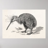 Vintage Kiwi-Vogel Antike Vögel Vorlage