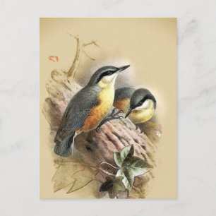 Vintage Kleiber Vögel Postkarte