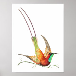 Vintage Kolibri-Abbildung Poster