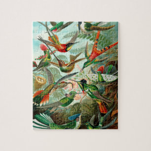 Vintage Kolibri Dekorative Illustrationskunst