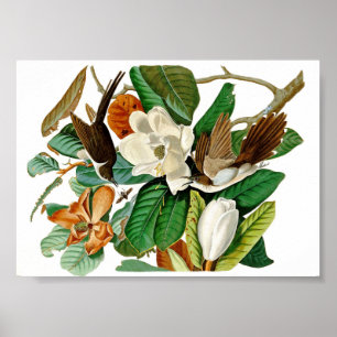 Vintage Kolibri-Illustration Poster
