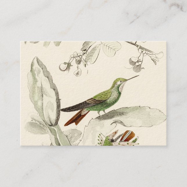 Vintage Kolibri-Illustration - Vögel 1800's Visitenkarte (Vorderseite)