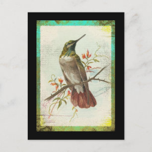Vintage Kolibri Postkarte