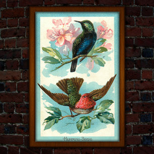 Vintage Kolibris 1917 Tropische Kunst Poster