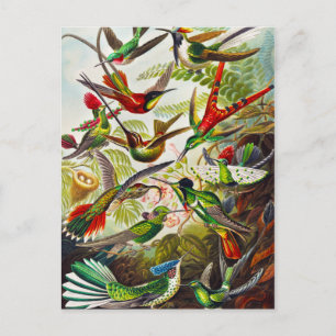 Vintage Kolibris von Ernst Haeckel Postkarte