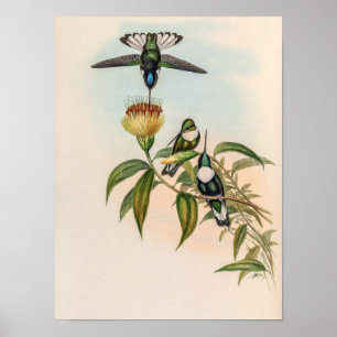 Vintage Kolibris von John Gould Poster