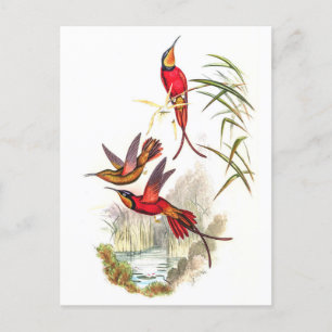 Vintage Kolibris von John Gould Postkarte