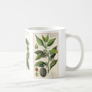 Vintage Kräuter Gewürze, Nelken, Schwarzer Pfeffer Kaffeetasse