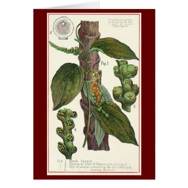 Vintage Kräuter Gewürze, Pflanze Black Pepper (Vorne)