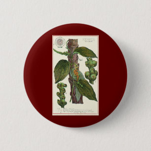 Vintage Kräuter Gewürze, Pflanze Black Pepper Button