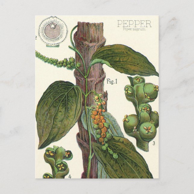 Vintage Kräuter Gewürze, Pflanze Black Pepper Postkarte (Vorderseite)