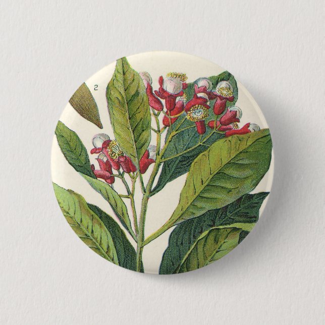 Vintage Kräuter Gewürze, Pflanze der Gewürze Button (Vorderseite)