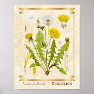 Vintage Kräuterkraut-Kronleuchter-Blume Botanisch Poster