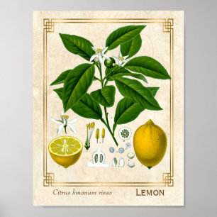 Vintage-Kräuterpflanze-Zitronenfrucht-Botanische K Poster
